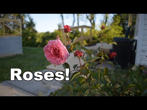 Planting a Rose Hedge