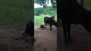 Rayane Mamando Na Teta Da Vaca