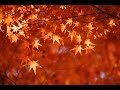 アップで紅葉を撮る秘訣