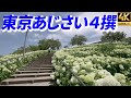 2023年【東京あじさい4撰】都心に咲く紫陽花 hydrangea シンボルプロムナード公園 水の広場公園 アナベル お台場 白山神社 隅田公園 アジサイ 4K α7SIII