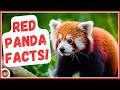 Furry RED PANDA Facts Every Kid and Animal Lover Should Know | Educational Videos for Kids