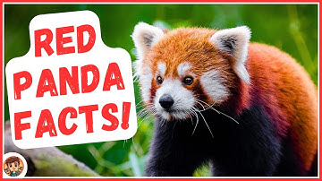 Furry RED PANDA Facts Every Kid and Animal Lover Should Know | Educational Videos for Kids