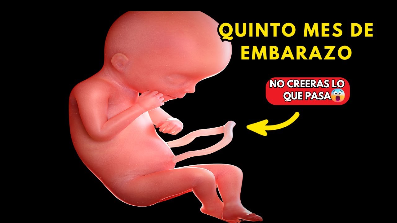 QUINTO MES DE EMBARAZO: Embarazo Mes A Mes / 5 MESES, Síntomas y