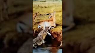 పలల జకక సయ.తలలన కపడ మసలన తరమన .హపప.