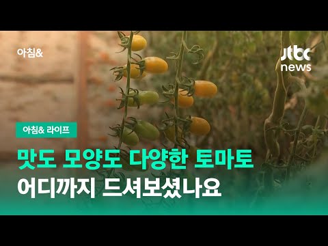 맛도 모양도 다양한 토마토, 어디까지 드셔보셨나요 / JTBC 아침&amp;amp;