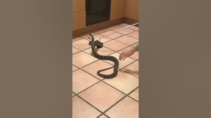 6 Foot Carpet Python in Kitchen || ViralHog