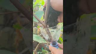 Unique Air Layering Technique Using a Recycled Plastic Bottle #airlayering #gardening