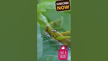 Assassin Bug vs Grasshopper: Clash!