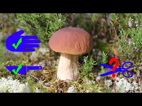 Как правильно собирать грибы, срезать или выкручивать