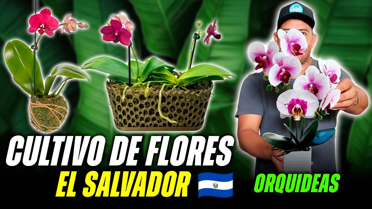 🇸🇻EL SALVADOR Cultivo de ORQUIDEAS, Cuidados Fáciles, *Todos los Secretos Revelados*🌷Los Deapatrol🪴