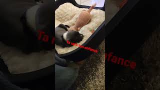 Zig Et Sharko Generique