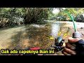 ADA IKAN BESAR DI BAWAH POHON BERINGIN