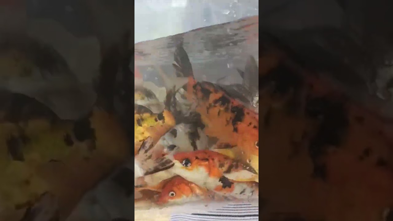 mixed koicarp Chennai stock 8157950851 