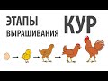 Выращивание кур - все этапы за 10 минут, от яйца до забоя.