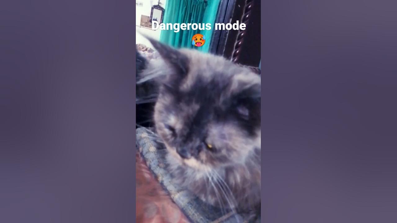 My Devil Cat pets cats animals catvideos YouTube my-devil-cat-pets-cats-animals-catvideos-youtube
