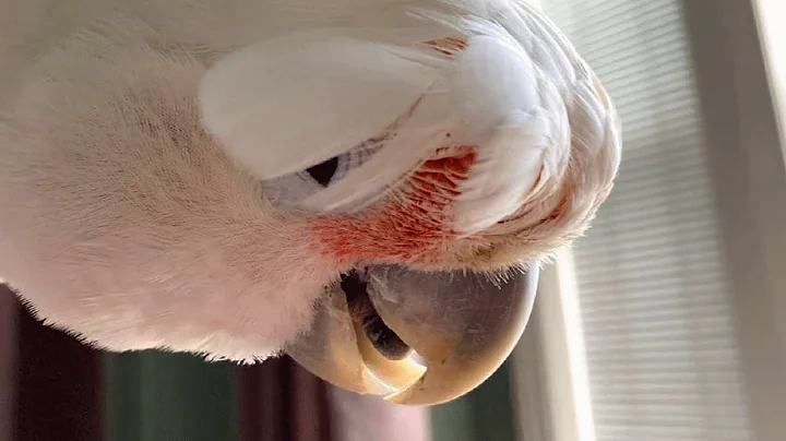 Woman raised this bird like a baby. Now he's 50 years old. - DayDayNews
