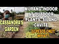 MURANG BILIHAN NG INDOOR AT OUTDOOR BAGSAK PRESYO DITO (CASSANDRA'S GARDEN) / PLANT FAIRY VLOGS