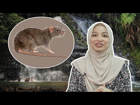 Video: Jangkitan Bakteria Pada Tikus