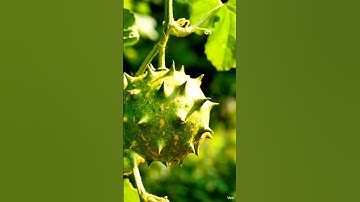 This Horned Melon Cut Is Purely Satisfying 😮🔪 | Relaxing ASMR