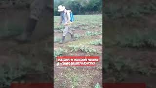Usa tu equipo de protección personal al aplicar plaguicidas 🐛🍉🇬🇹#agricultura #vivero #flores #ja