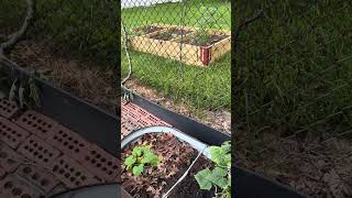 Let’s check our garden. #Gardening #Cucumbers #Tomatoes￼