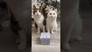 Мята И Аляска Подготовили Подарок Хозяйке🤭🎄 #Cat #Christmas