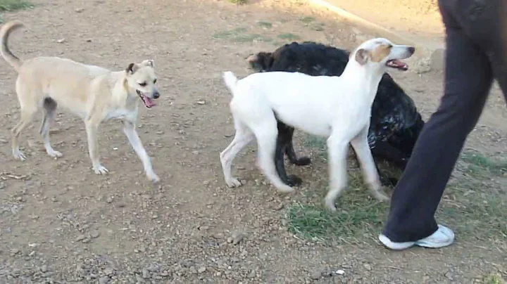 PAQUITA, BALIN, DIANA Y DEXTER
