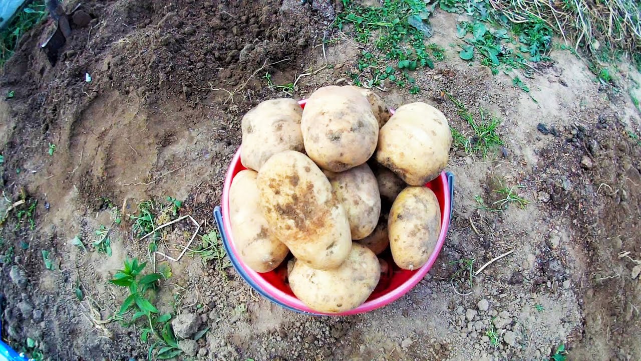 Картошка сынок. Сынок богатырь семенной картофель. Сорт картошки богатырь. Сорт картофеля сынок. Картофель сорт сынок фото.