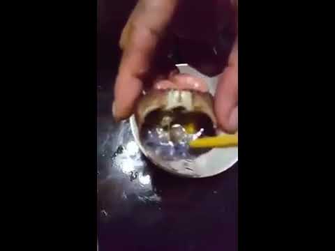 Crab with live flukes or parasites