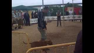 Ares Conformacion Abda 1 Apbt