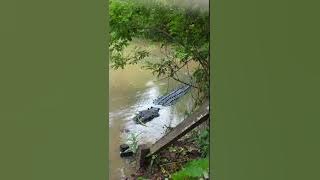 WOWWW Buaya Terbesar Dan Terpanjang Di Balikpapan Kalimantan Indonesia