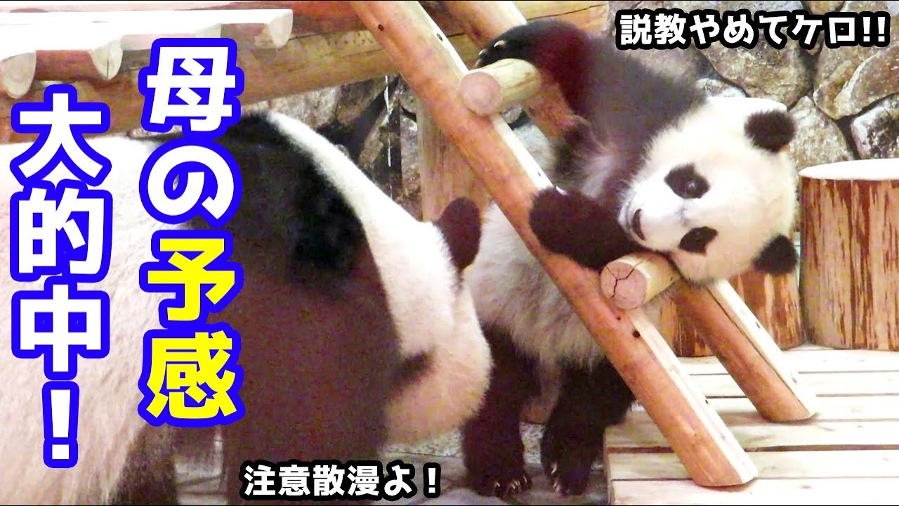 しゃべるパンダ編 ようこそ 楓浜ちゃん 白浜アドベンチャーワールドの赤ちゃんパンダ名前決定 Youtube