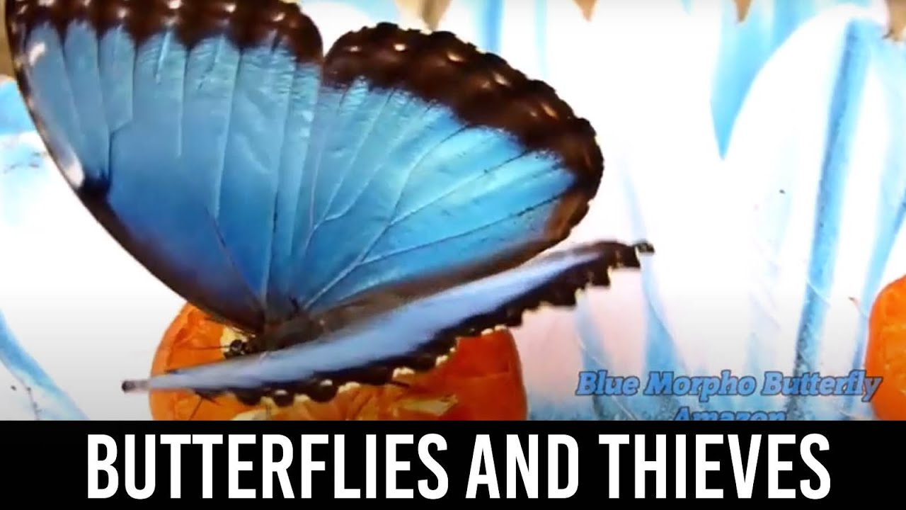 Dane Cobain - Butterflies and Thieves