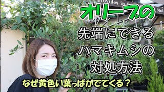 オリーブ　先端に枯葉？ 虫？　葉が黄色くなる理由　対処方法【お家でガーデニング】開花園チャンネル