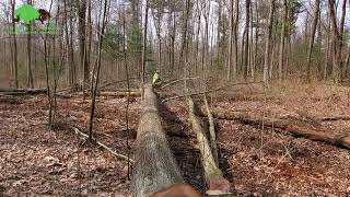 Logging Techniques for $$, Aesthetics and Wildlife Habitat