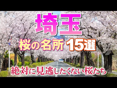 【絶景】埼玉県の桜の名所15選【見逃してはいけない桜たち】15 Cherry Blossoms to Visit in Saitama, Japan