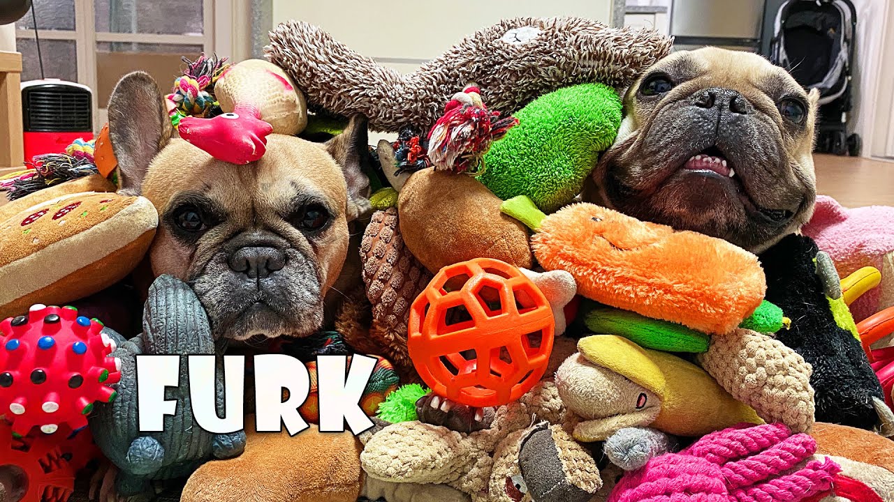 Playtime for Your Frenchie: Our Top Picks for Dog Toys, Johnson House  Bullies