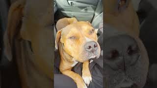 This Injured Pittie Knew Exactly Who To Ask For Help | The Dodo