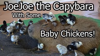 Joejoe The Capybara With Some Baby Chickens!