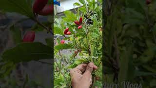 Miracle fruit season ❤️😃 #india #nature #indonesia #brazil #farming #fruit #nature #gardening #asia