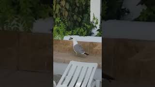 Seagull eating a kitten.