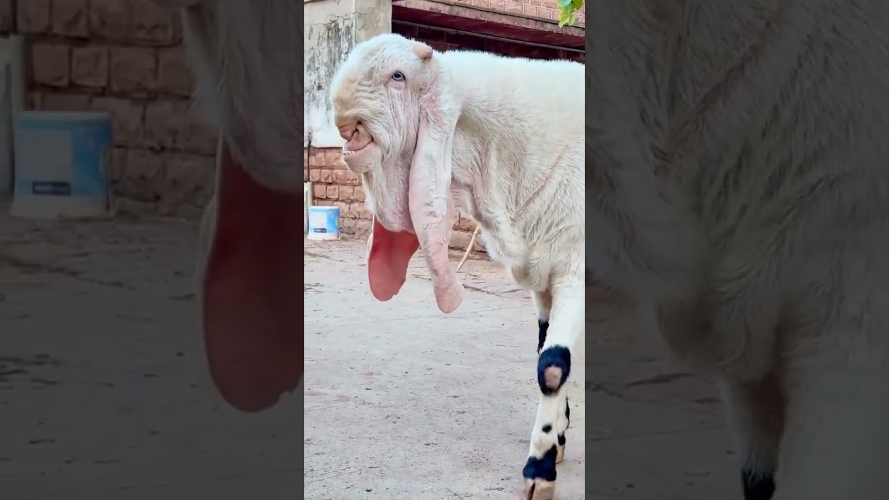 #beetalgoat #goat #goatfarming #apnasharjeelgoatfarmlayyah #foryou #beautifullgoats #goats