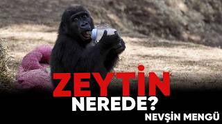 Zeytin Nerede?
