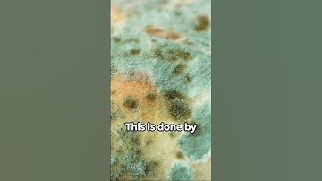 Realtor Tips: Mold Testing and Real Estate Sales