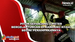 Ngeri! Ular Piton Sepanjang 3 Meter Bergelantungan di Kandang Ayam, Begini Penampakannya