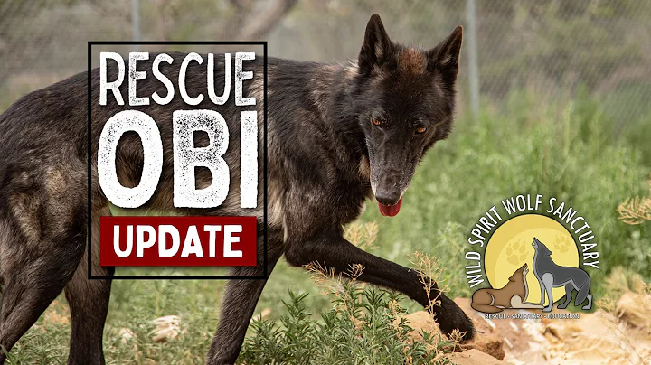 Rescue Obi Update - June 19, 2020