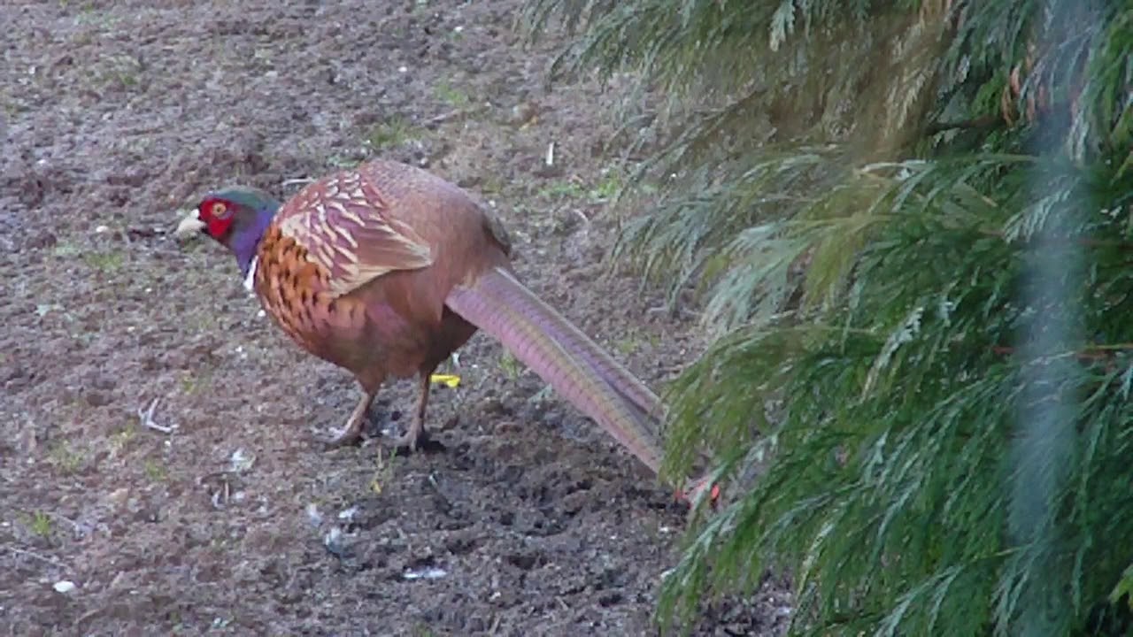 Fasan im Garten YouTube