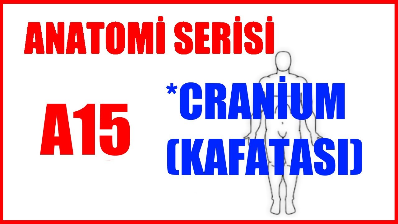 Cranium | Kafatası A15 (Anatomi Serisi)