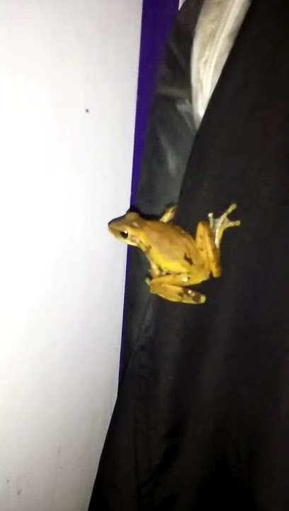 Katak Masuk Rumah #short