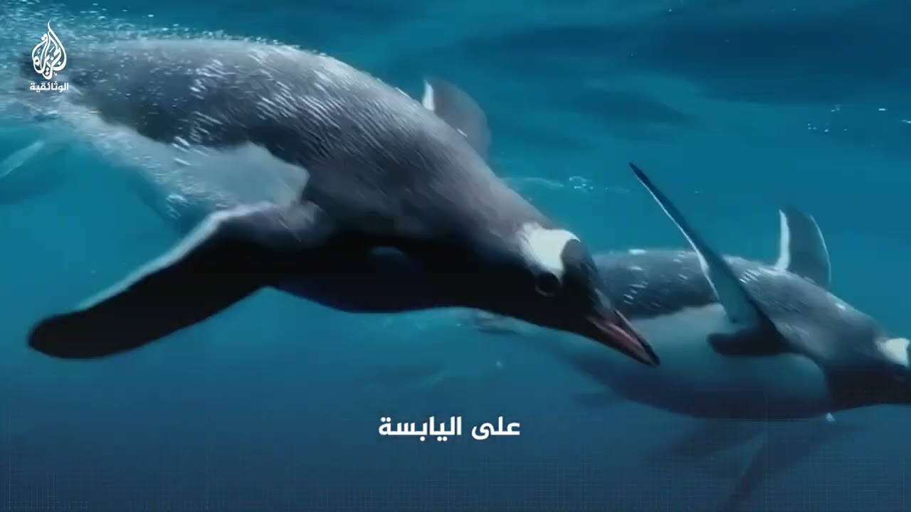كيف تصطاد بطاريق جنتو فرائسها؟